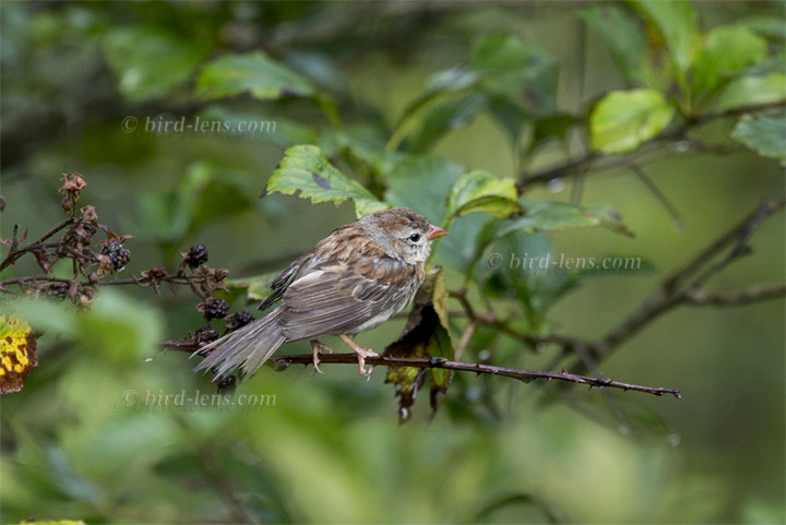 Klapperammer Klapperammer