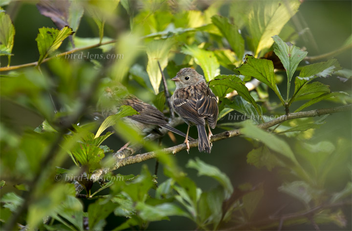Klapperammer Klapperammer