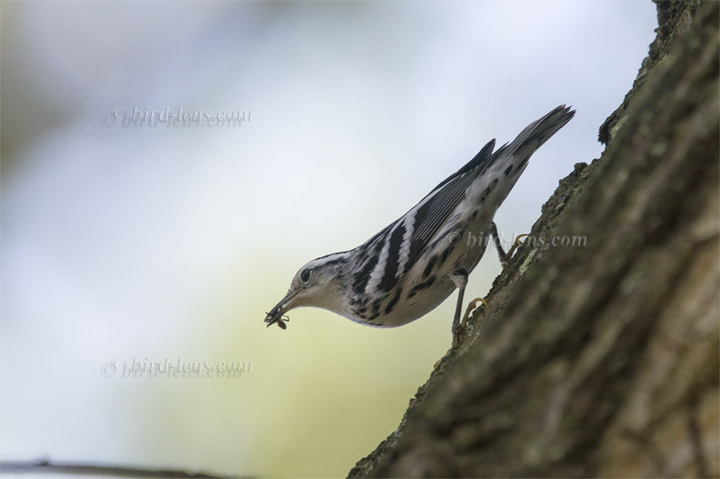 Kletterwaldsänger Kletterwaldsänger