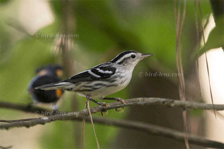 Kletterwaldsänger Kletterwaldsänger