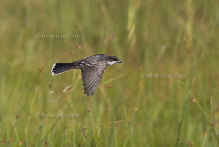 Eastern Kingbird Eastern Kingbird