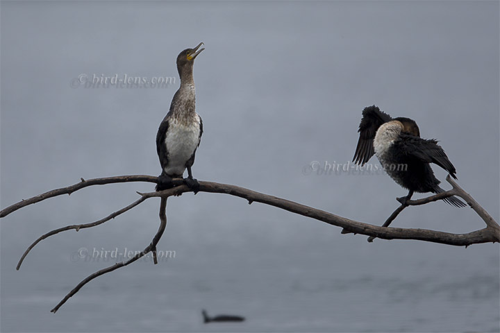 Weißbrustkormoran