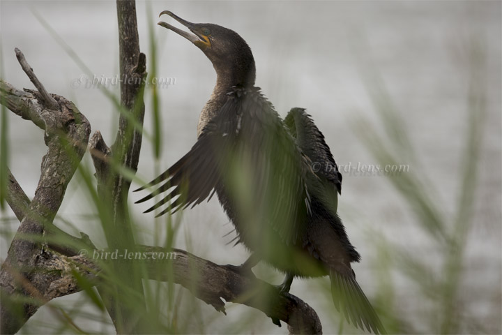 Weißbrustkormoran