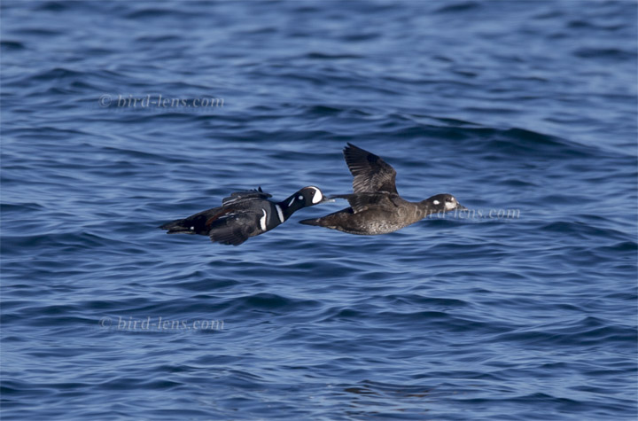 Kragenente Kragenente