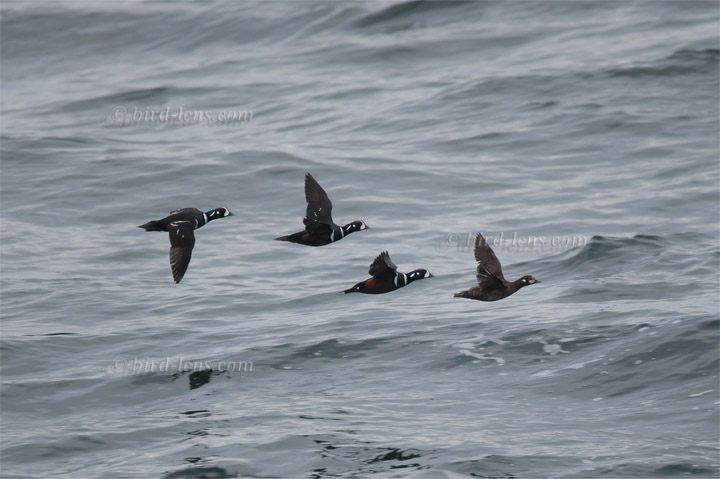 Kragenente Kragenente