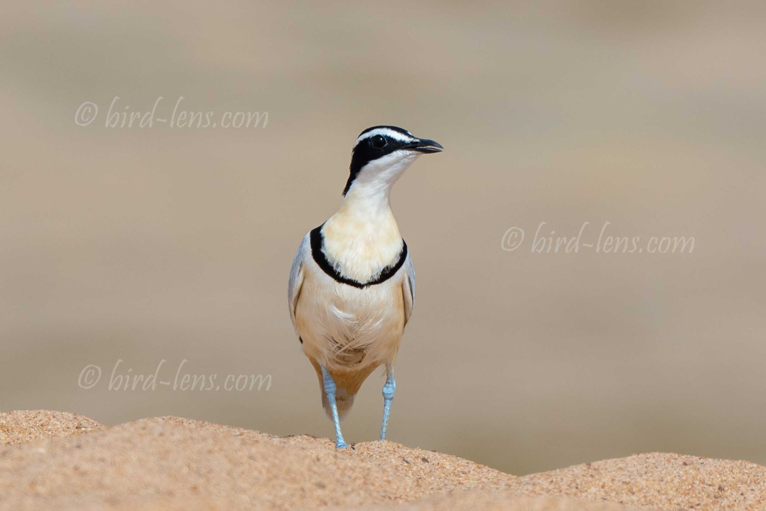 Krokodilwächter Krokodilwächter
