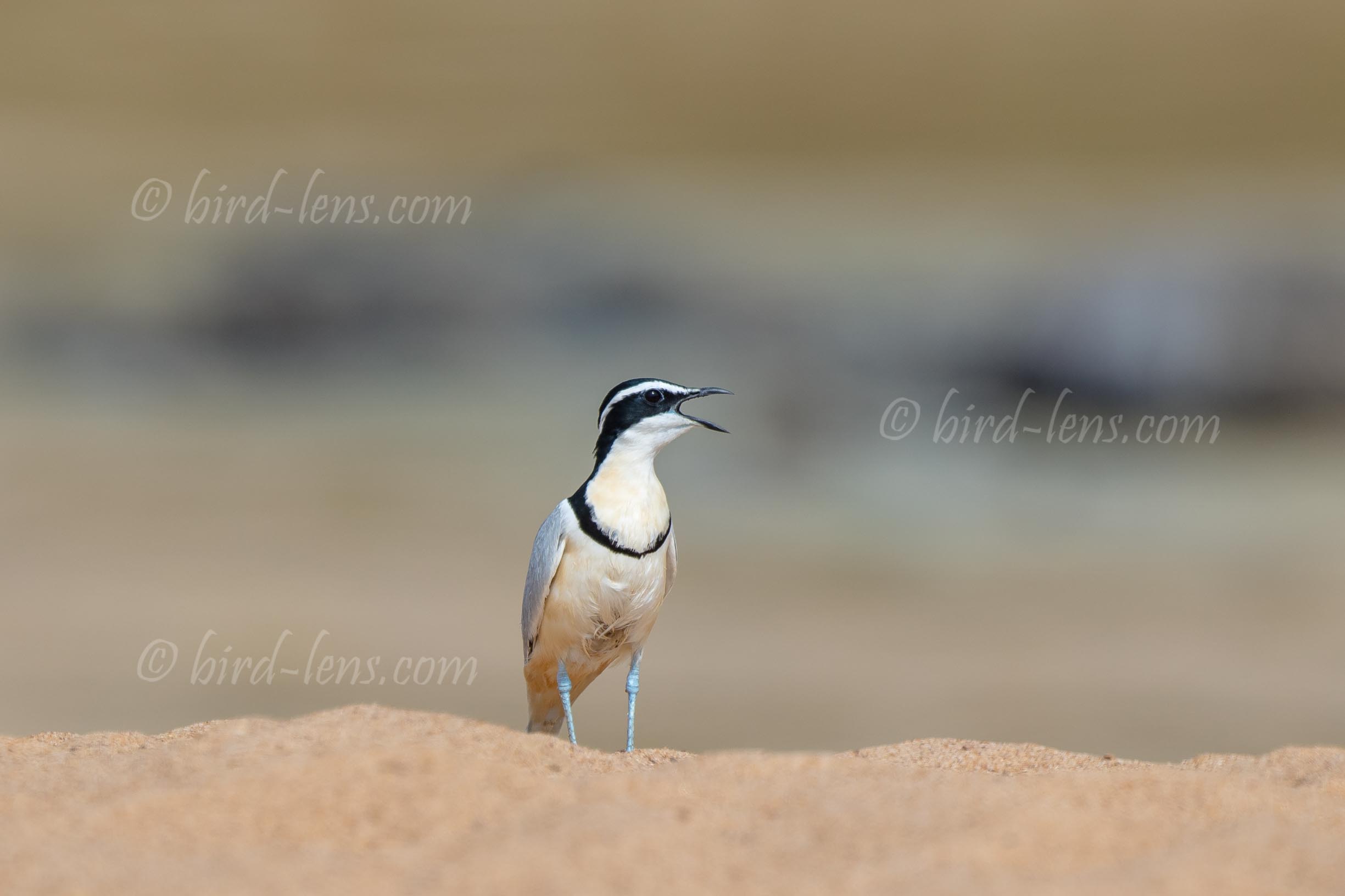 Krokodilwächter Krokodilwächter