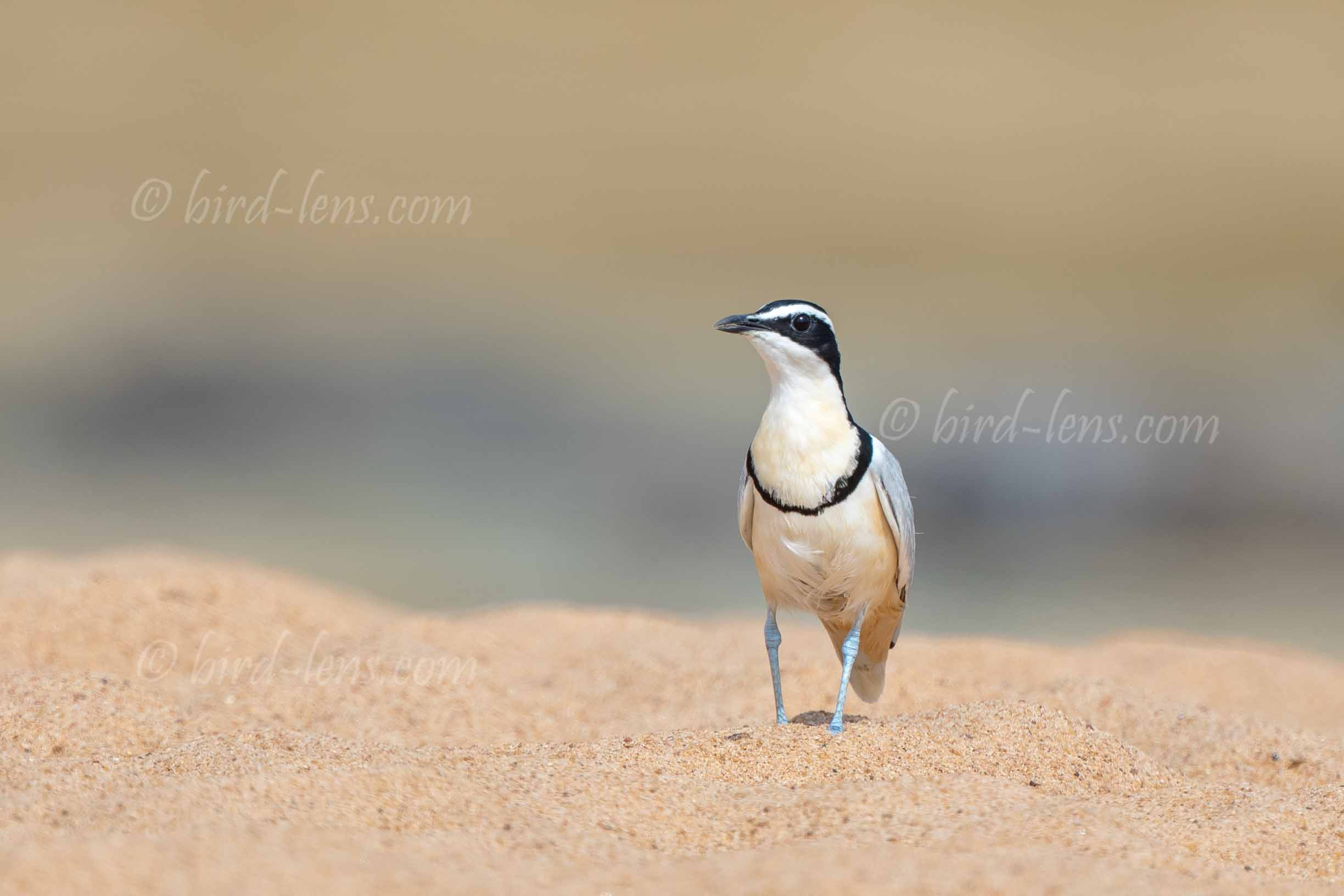 Krokodilwächter Krokodilwächter