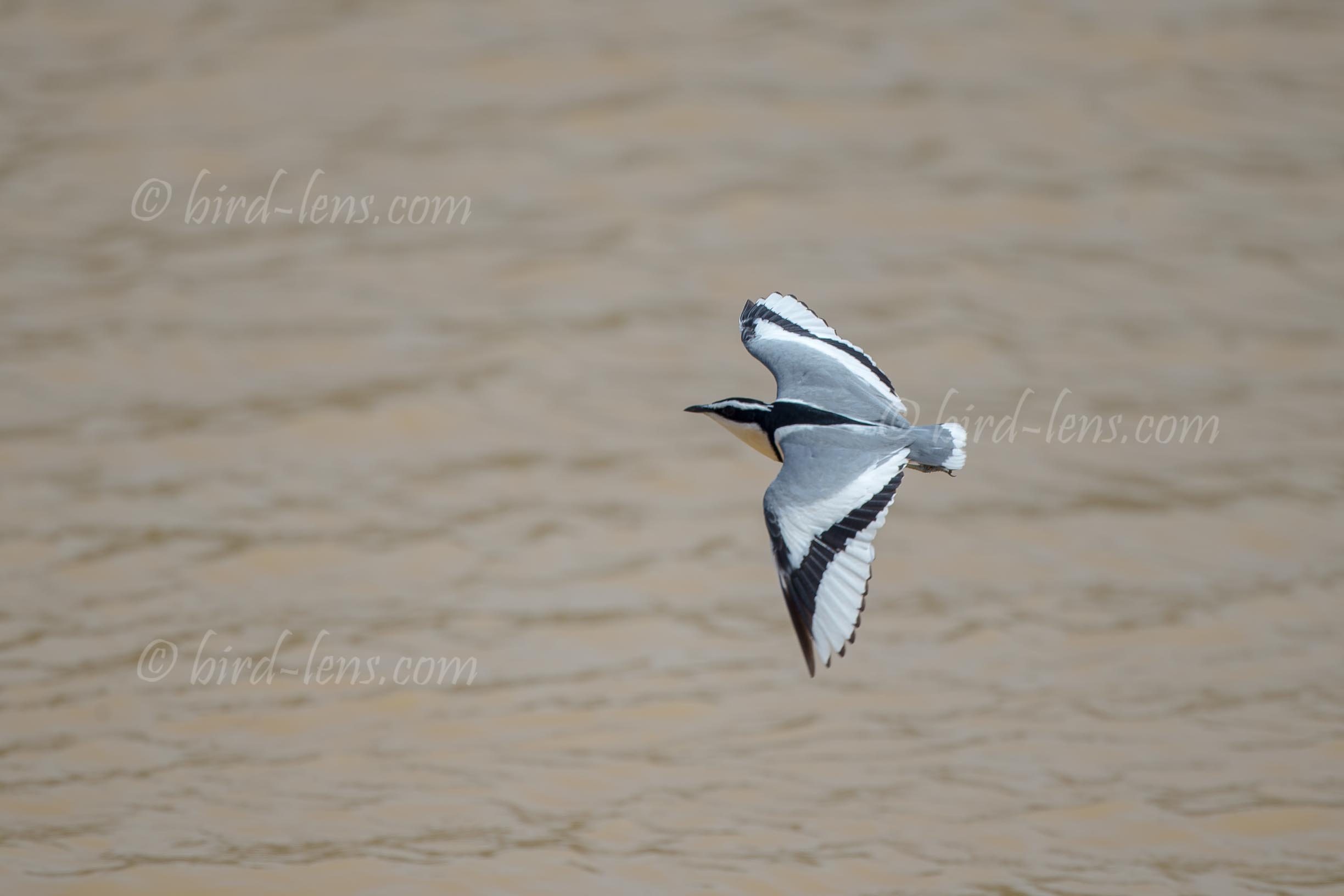 Krokodilwächter Krokodilwächter