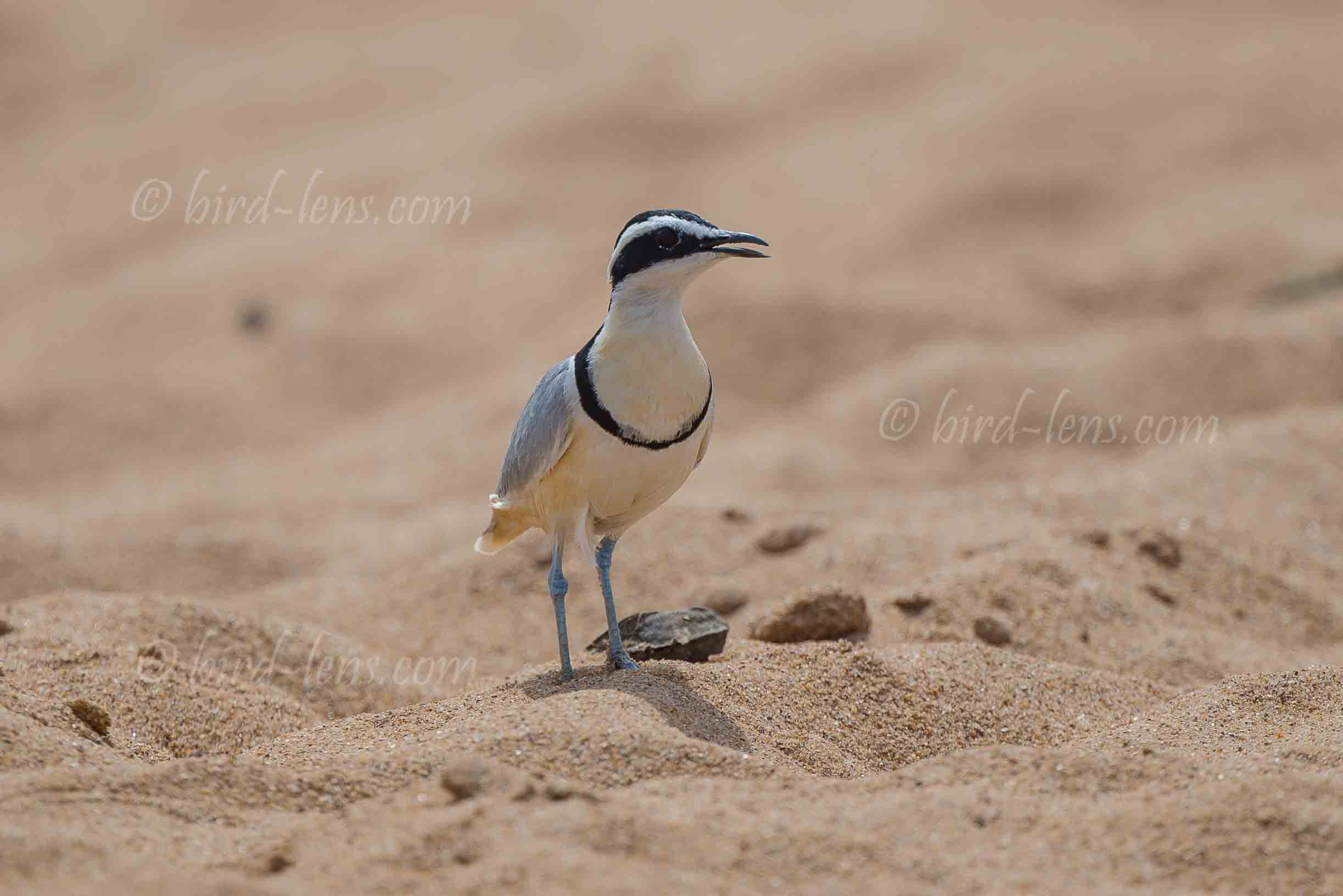 Krokodilwächter Krokodilwächter