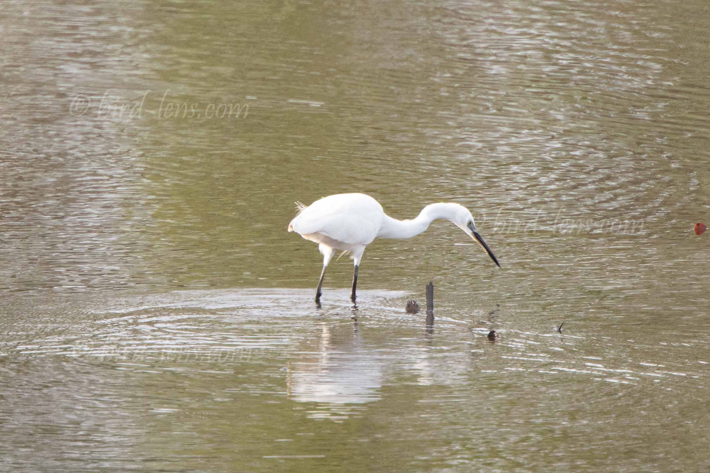 Küstenreiher Küstenreiher