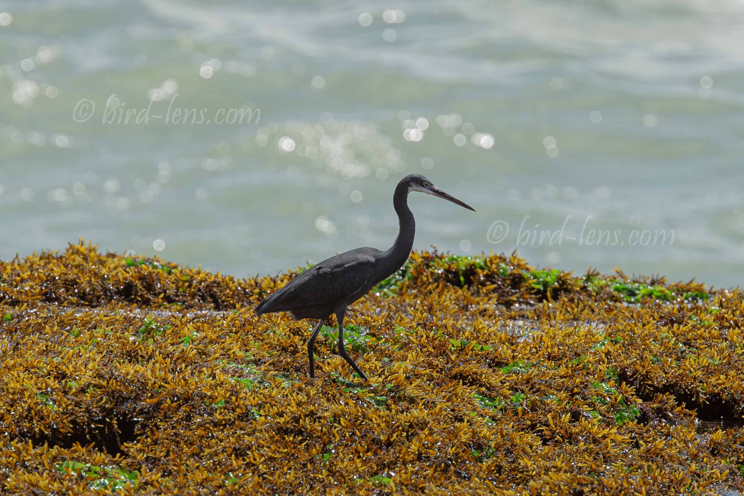 Küstenreiher Küstenreiher