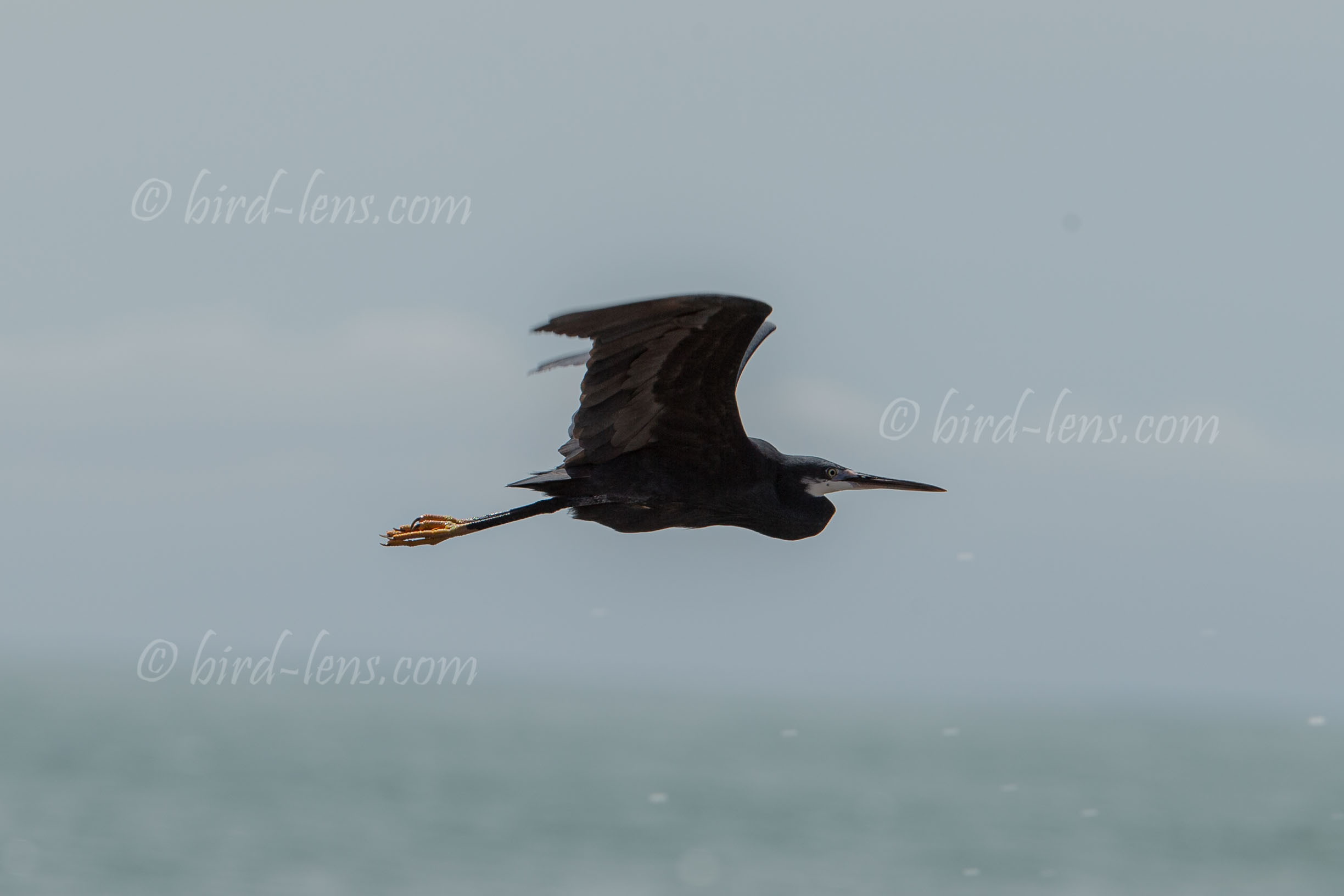 Küstenreiher Küstenreiher