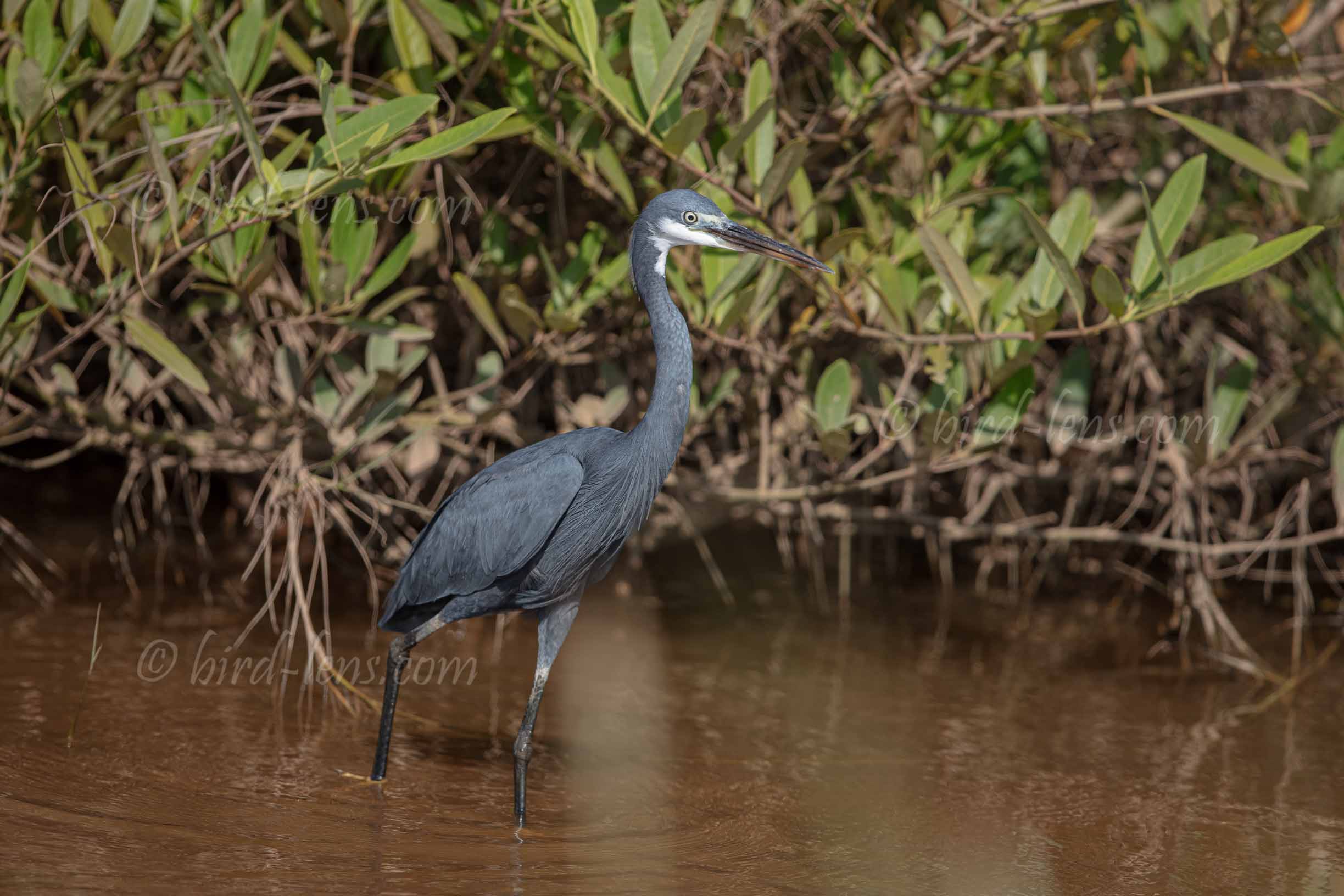 Küstenreiher Küstenreiher
