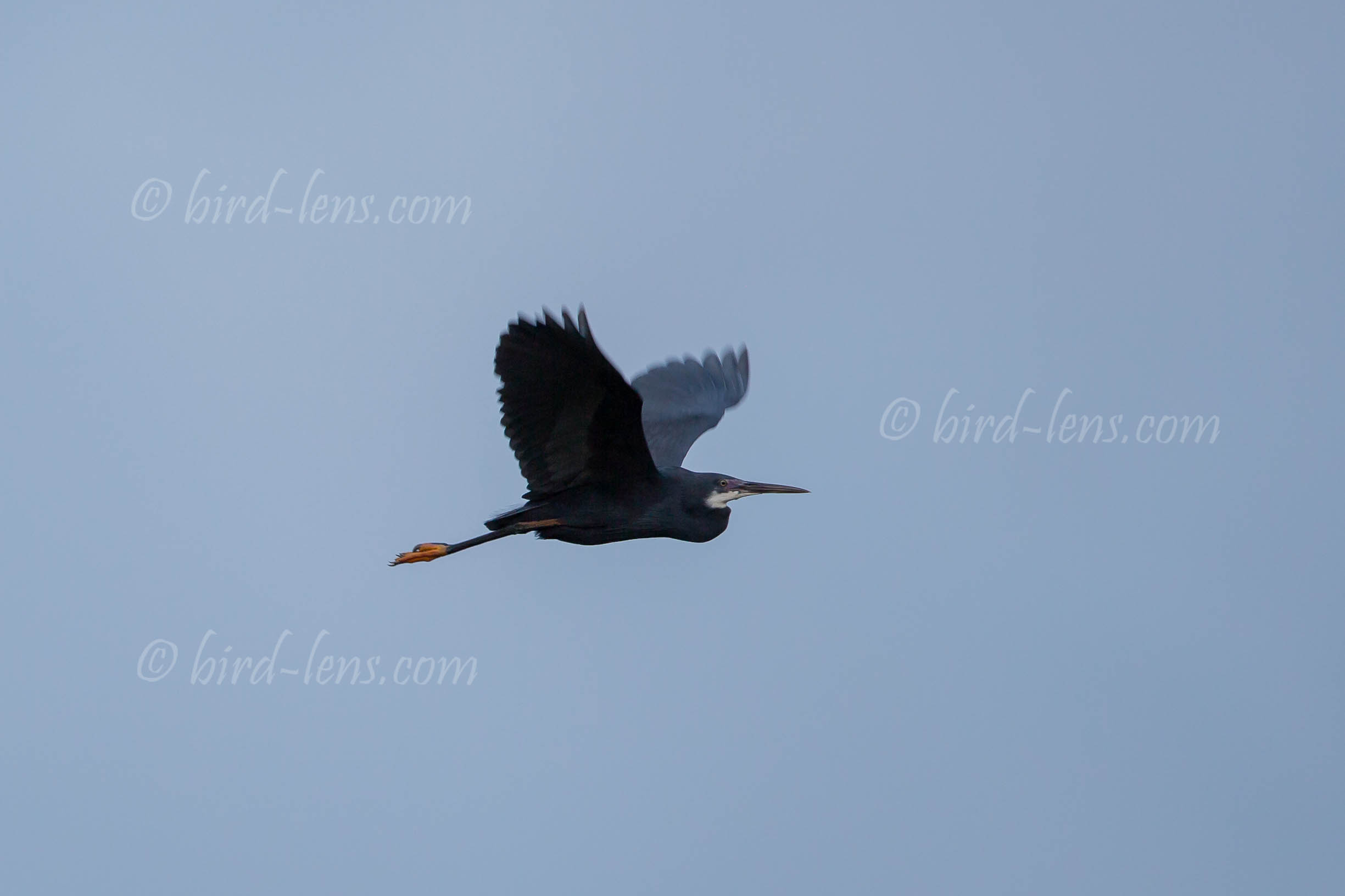 Küstenreiher Küstenreiher