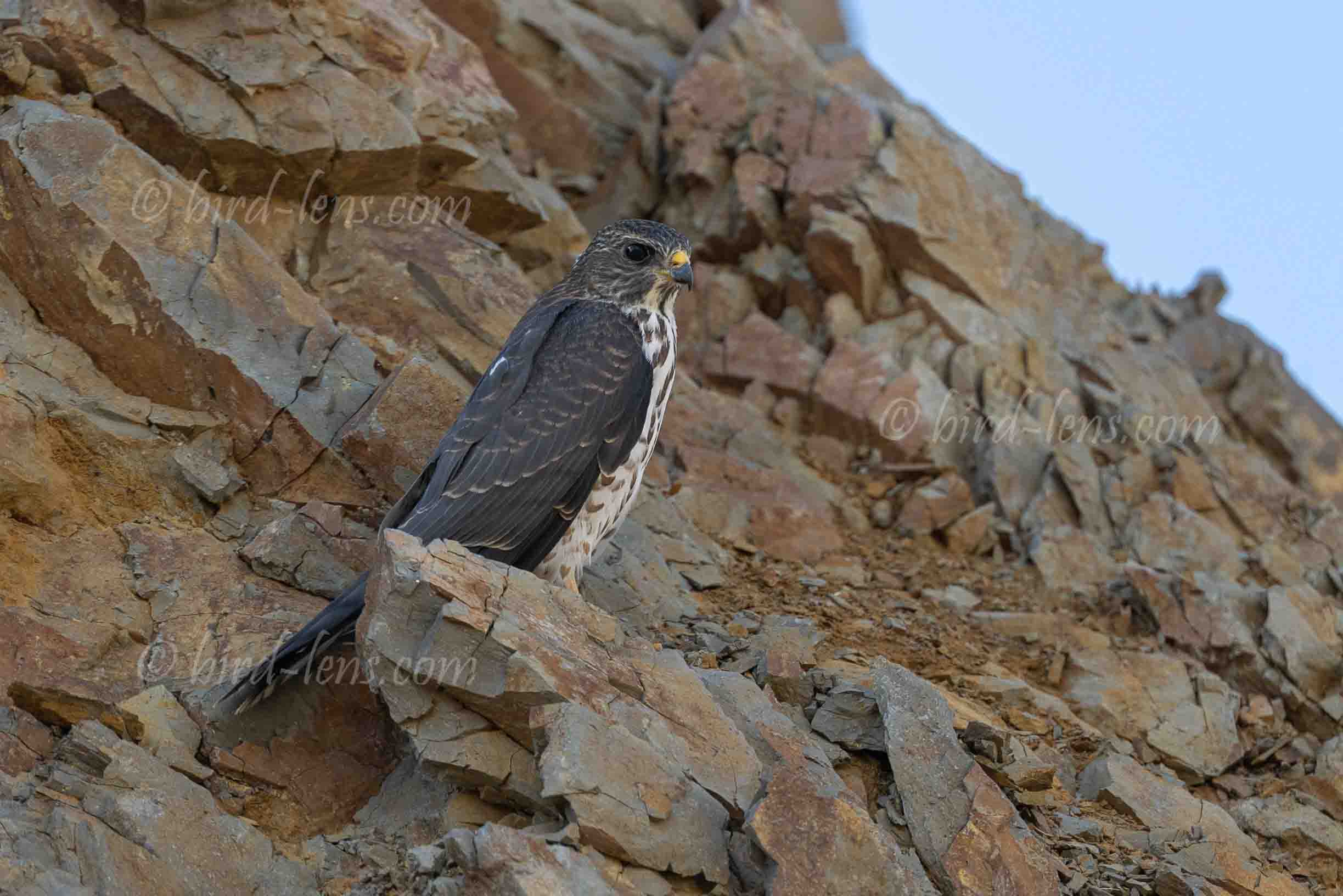 Levant Sparrowhawk Levant Sparrowhawk