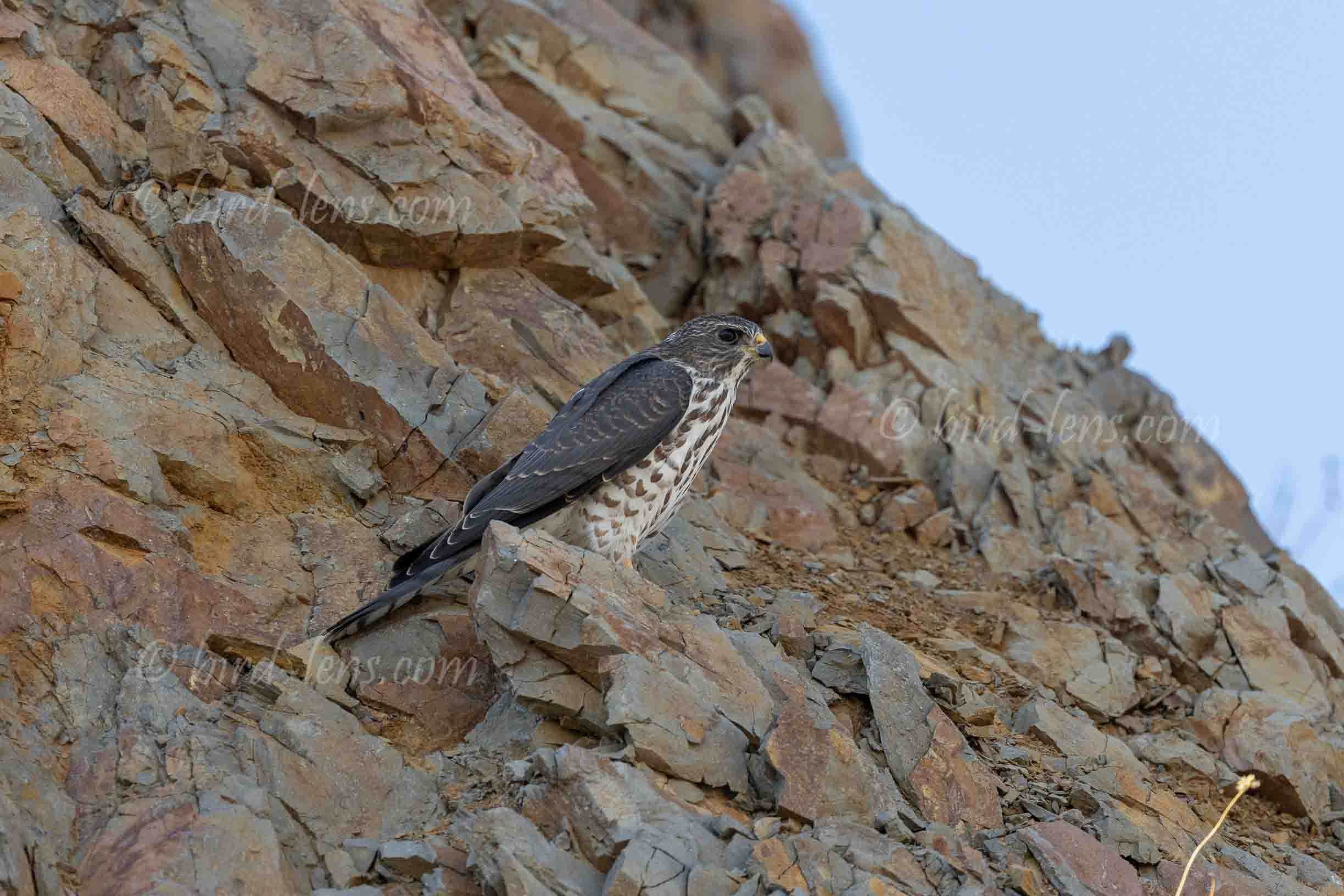 Levant Sparrowhawk Levant Sparrowhawk