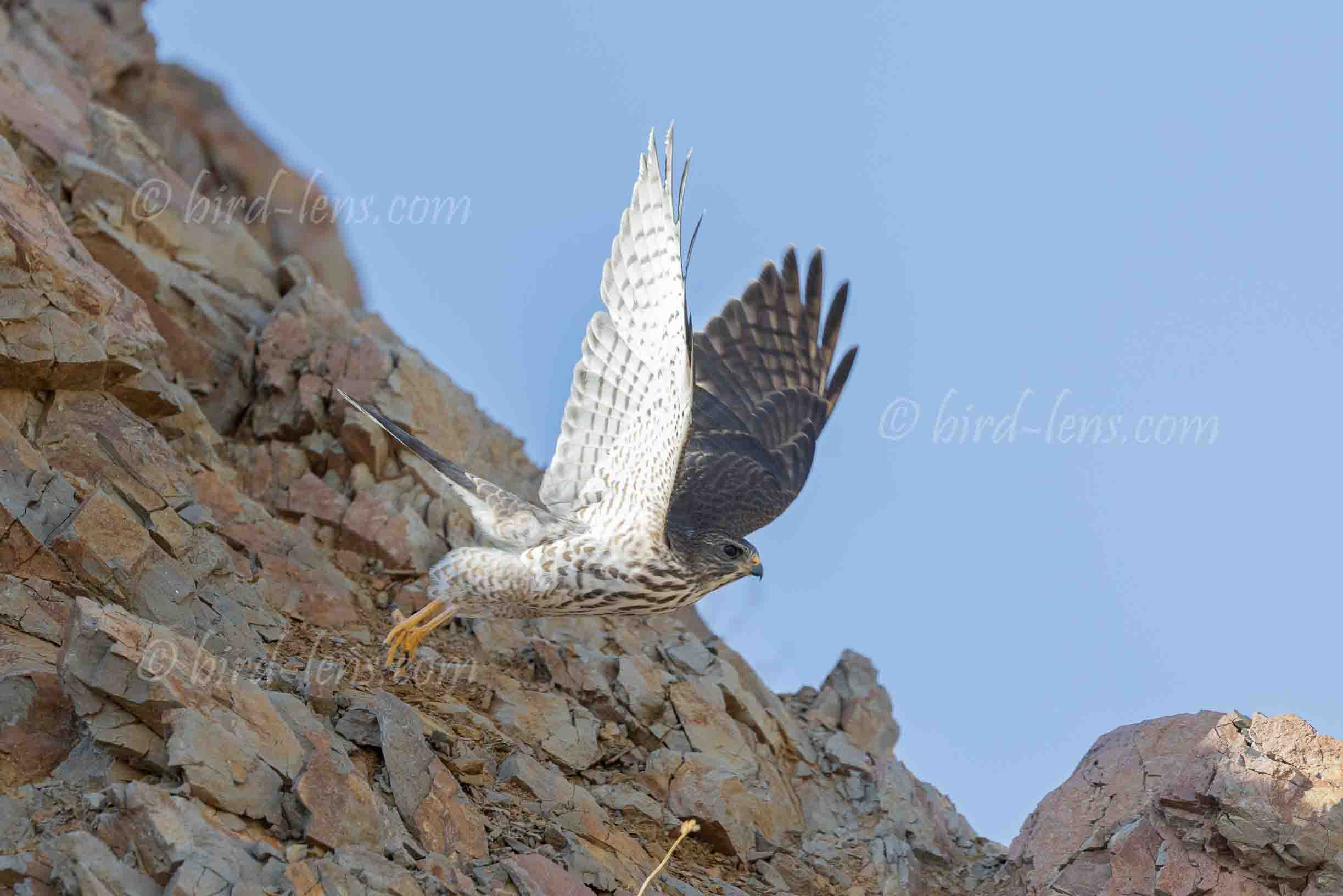 Levant Sparrowhawk Levant Sparrowhawk