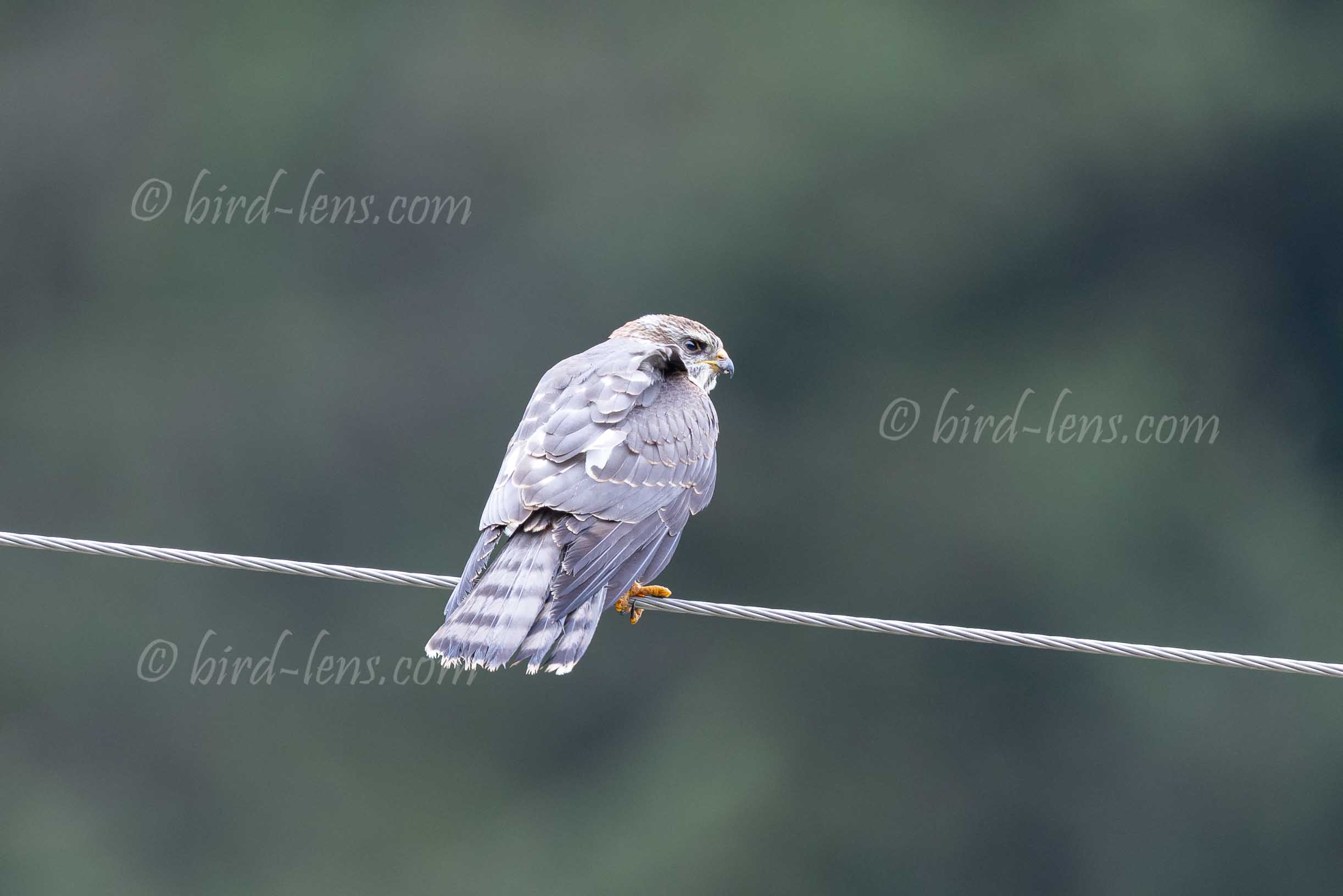 Kurzfangsperber Kurzfangsperber