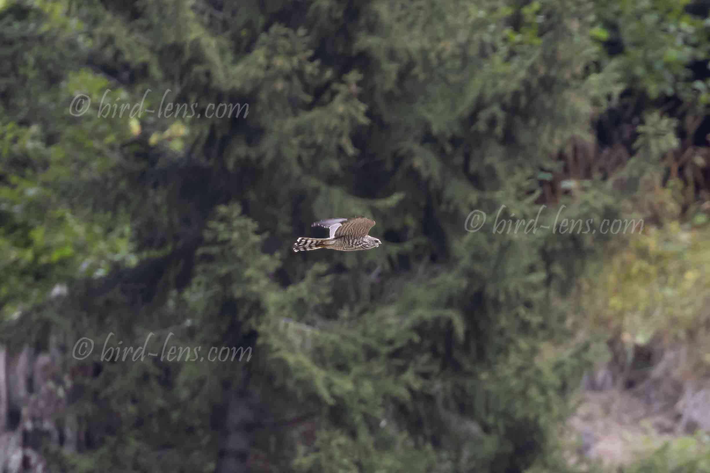 Kurzfangsperber Kurzfangsperber