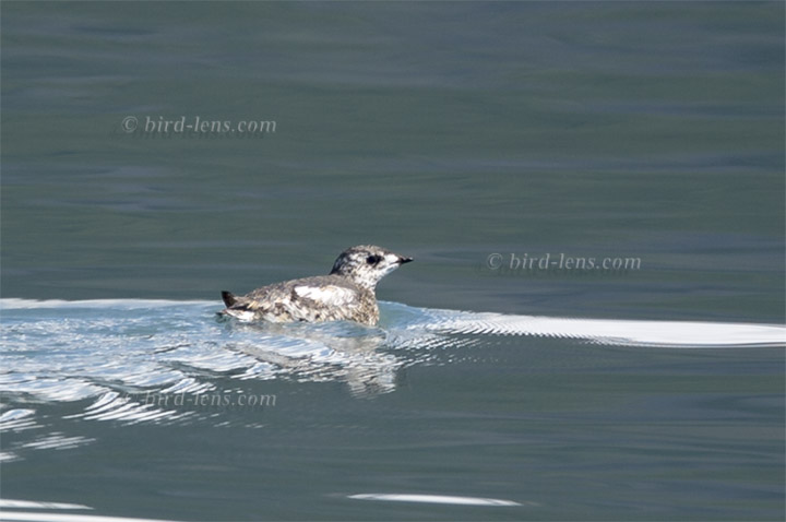 Kurzschnabelalk Kurzschnabelalk
