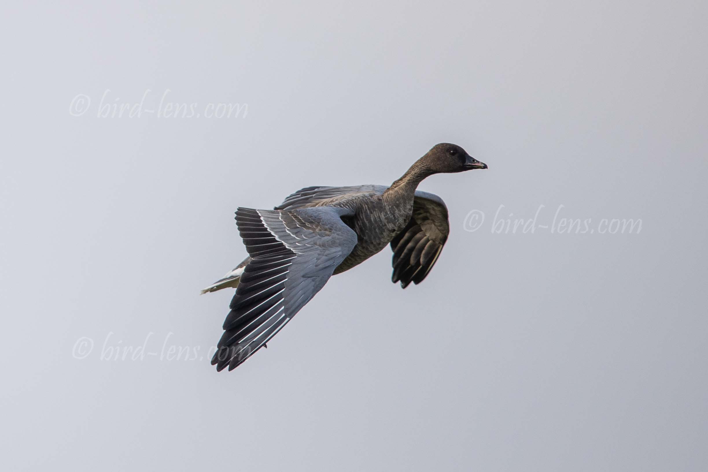 Kurzschnabelgans Kurzschnabelgans