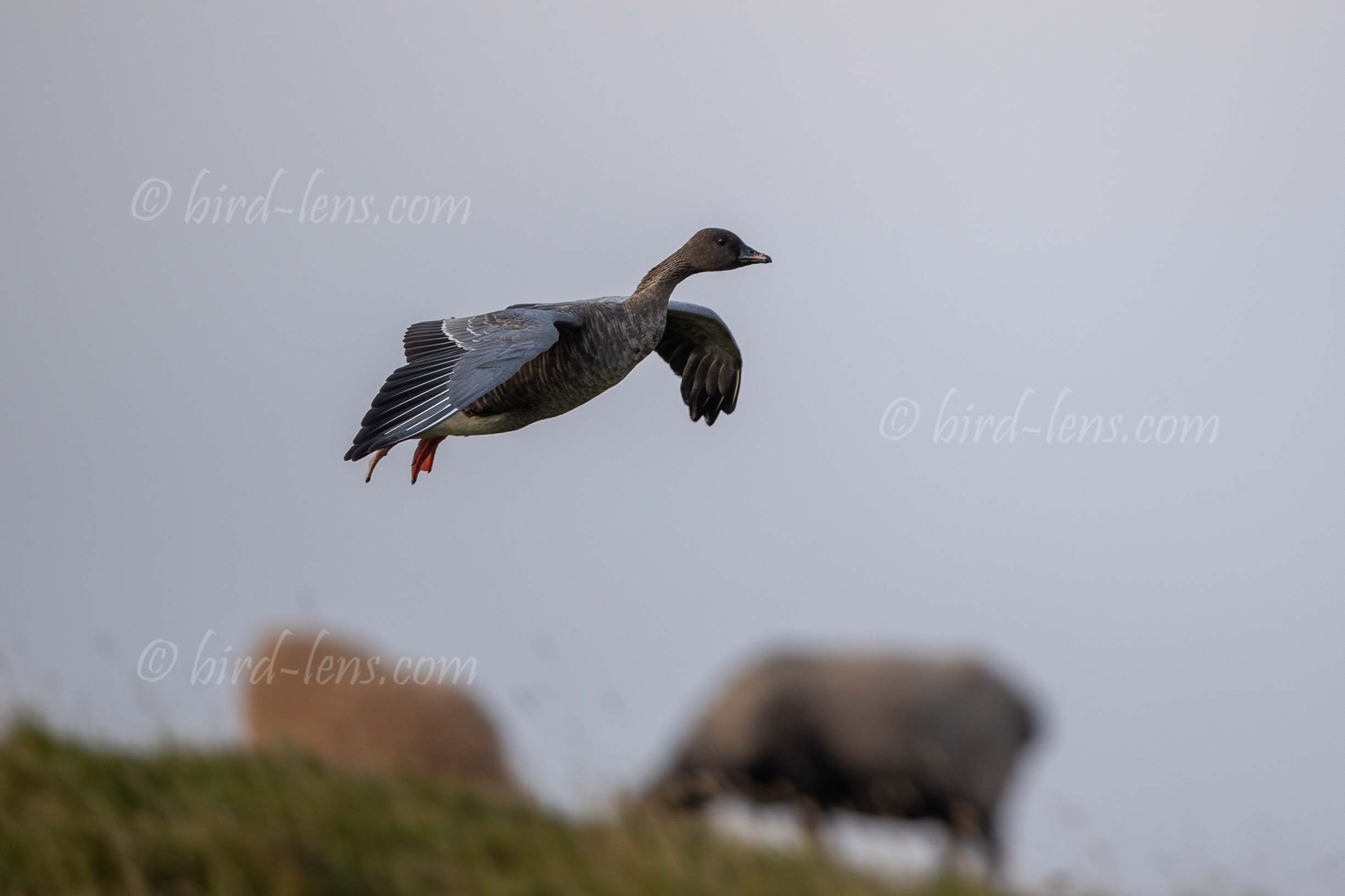 Kurzschnabelgans Kurzschnabelgans