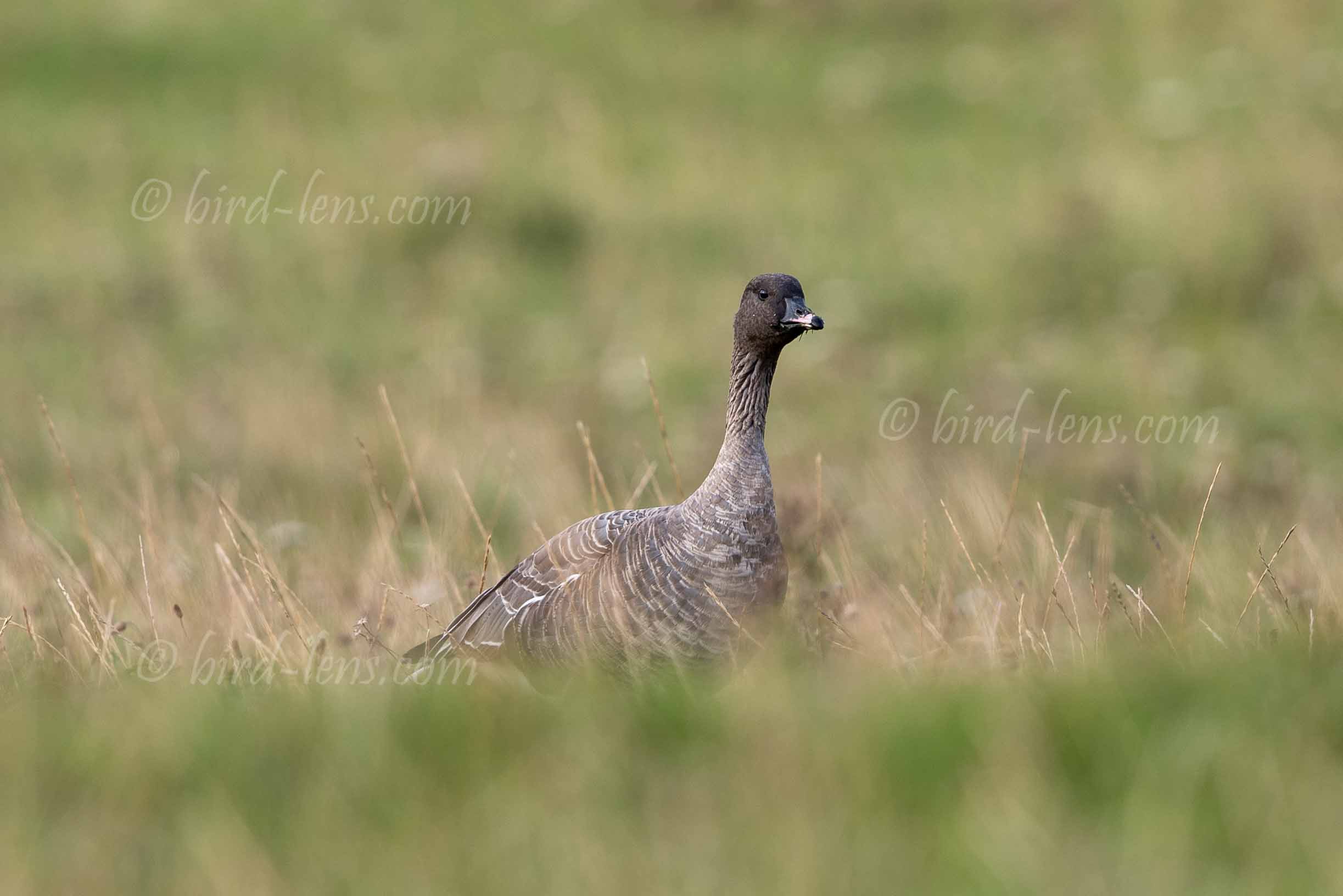 Kurzschnabelgans Kurzschnabelgans