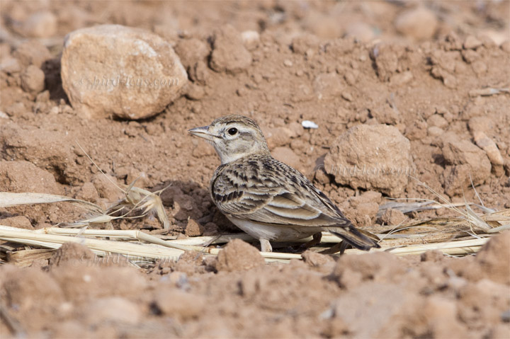 Kurzzehenlerche Kurzzehenlerche