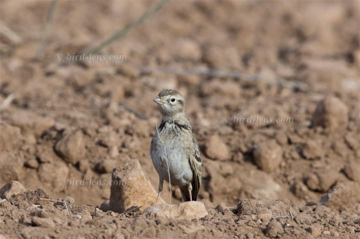 Kurzzehenlerche Kurzzehenlerche