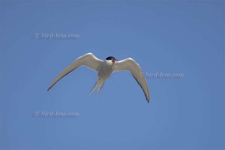 Arctic Tern Arctic Tern