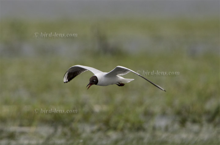Common Black-headed Gull