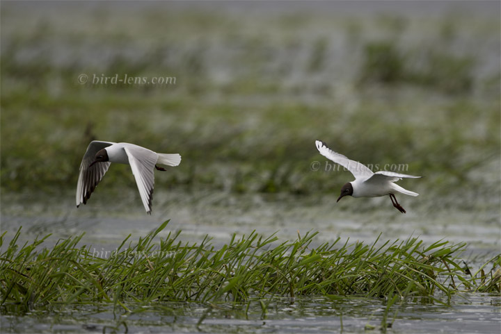 Common Black-headed Gull