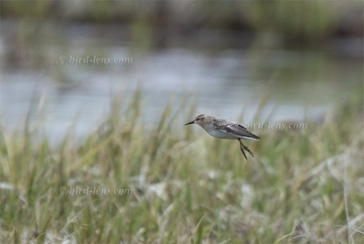 Langzehen-Strandläufer Langzehen-Strandläufer
