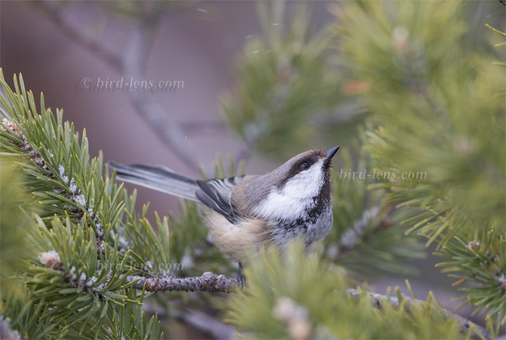 Lapplandmeise Lapplandmeise