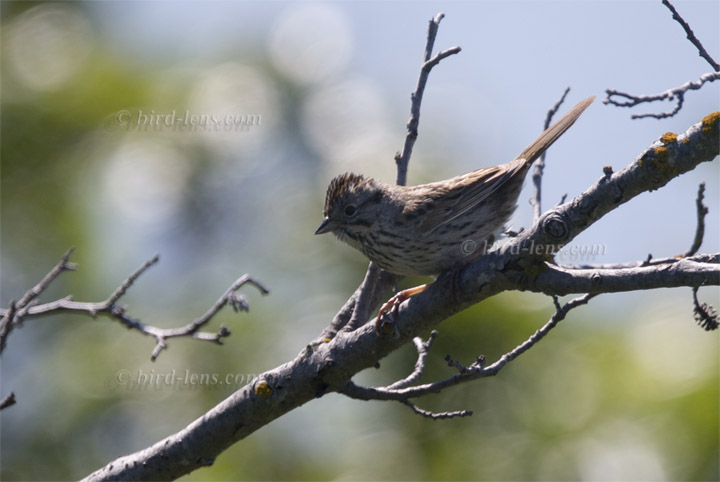 Lincolnammer Lincolnammer