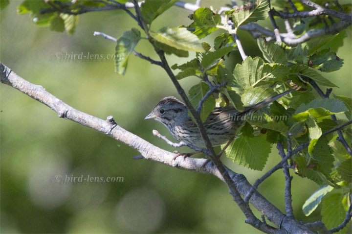 Lincolnammer Lincolnammer