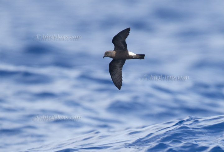 Madeirawellenläufer Madeirawellenläufer