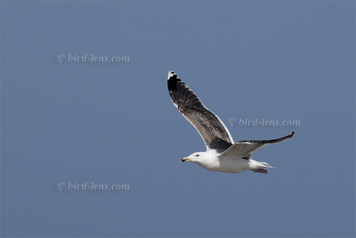 Mantelmöwe Mantelmöwe