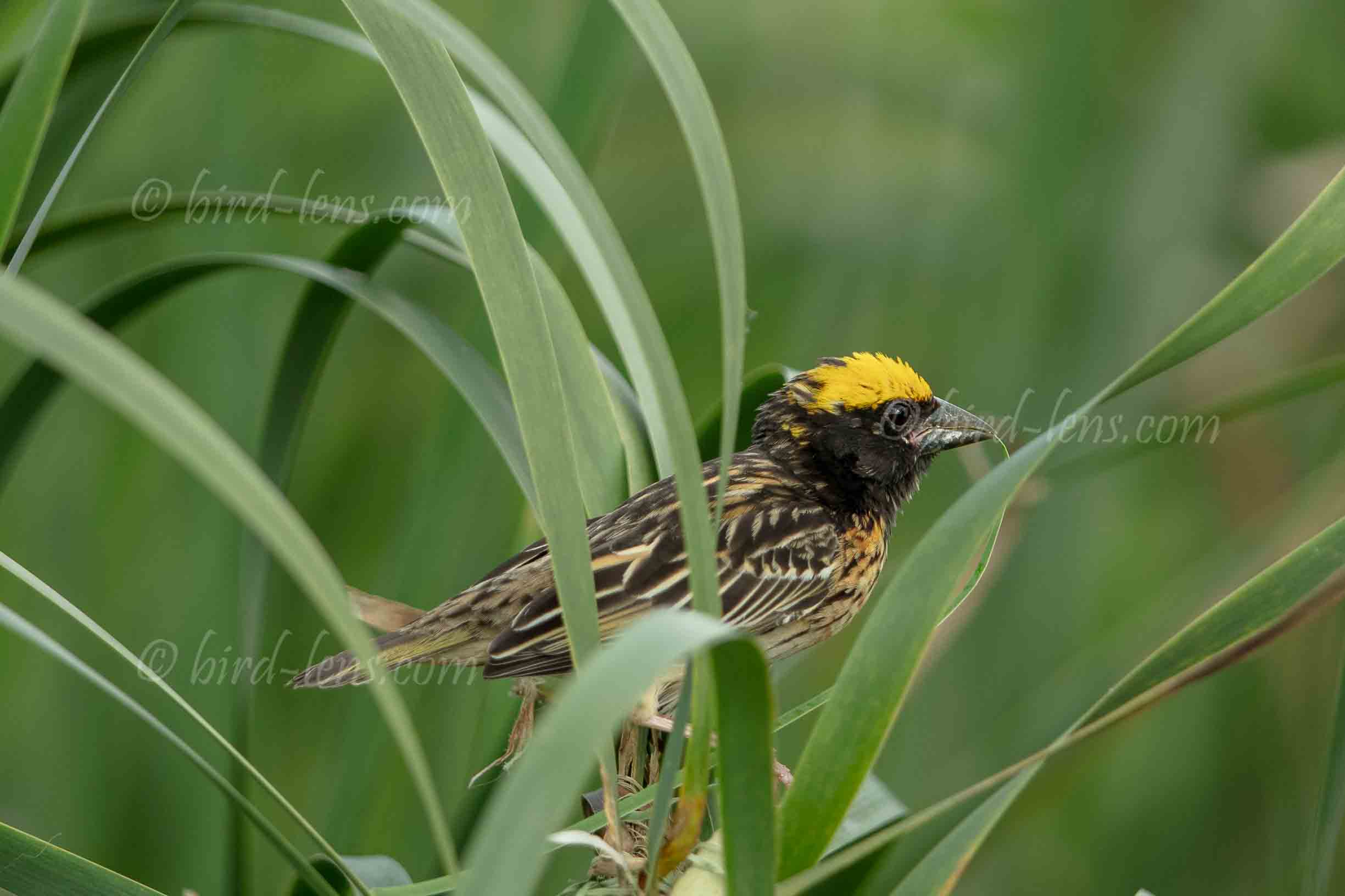 Manyarweber Manyarweber