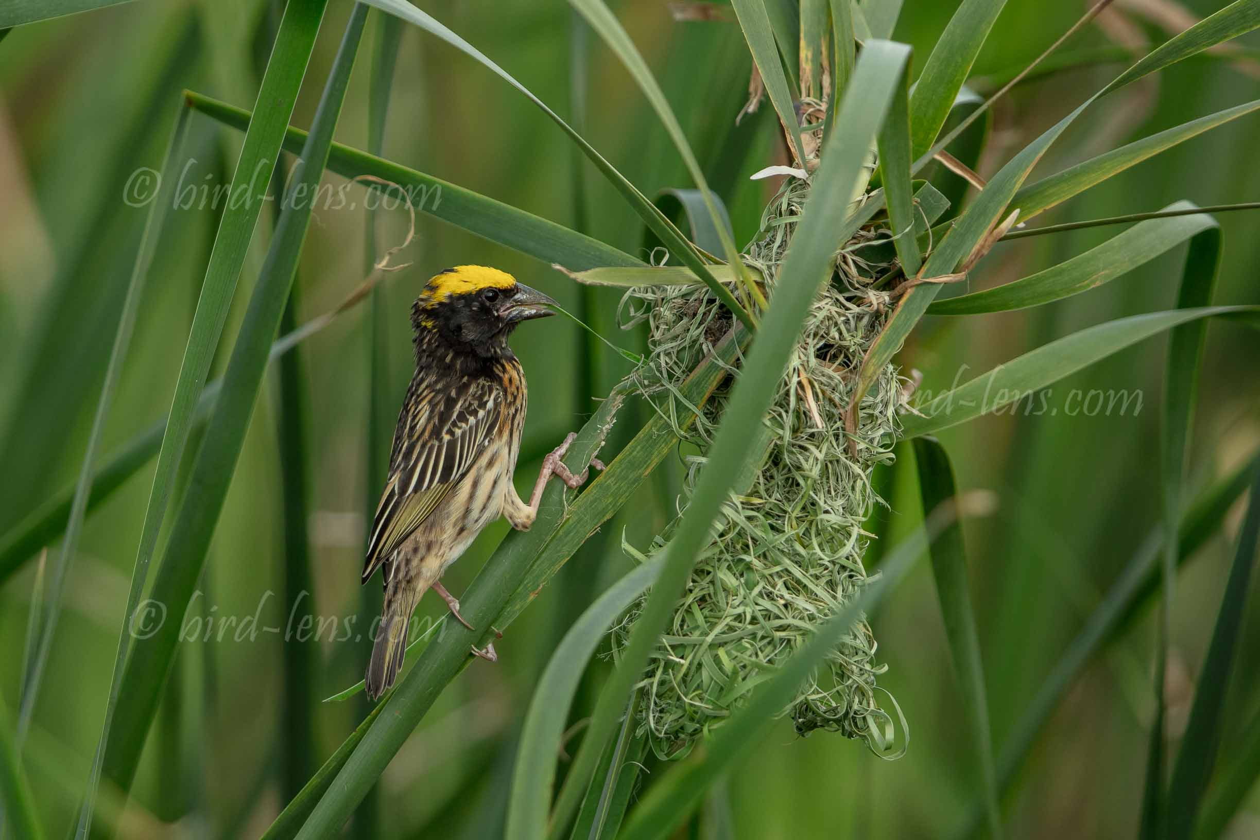 Manyarweber Manyarweber