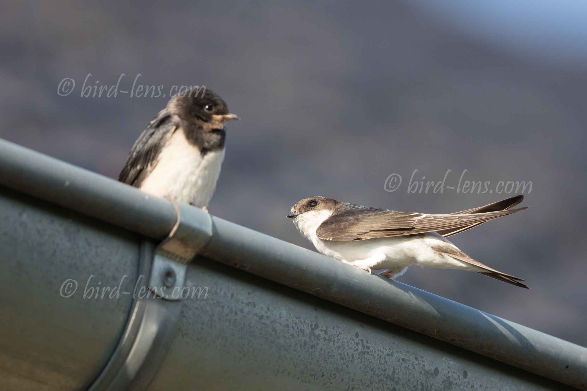 Mehlschwalbe Mehlschwalbe