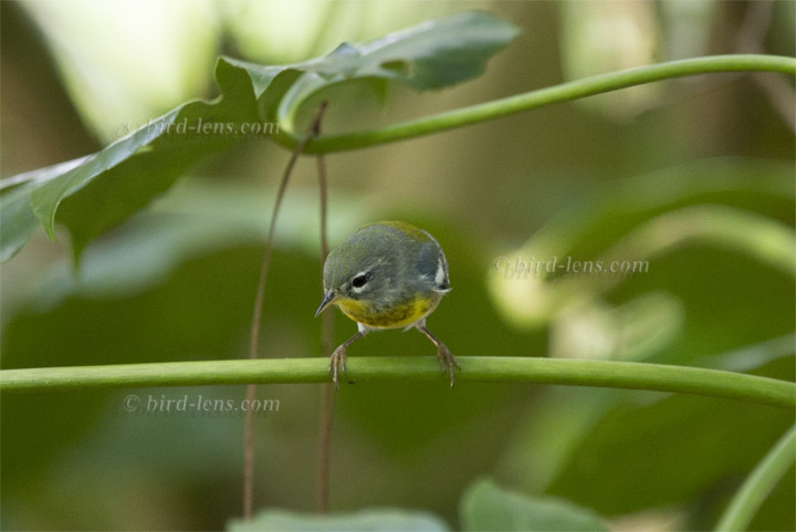 Meisenwaldsänger Meisenwaldsänger