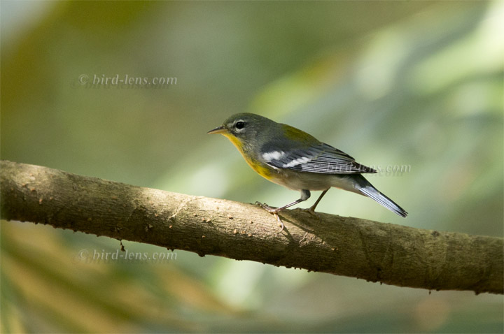 Meisenwaldsänger Meisenwaldsänger