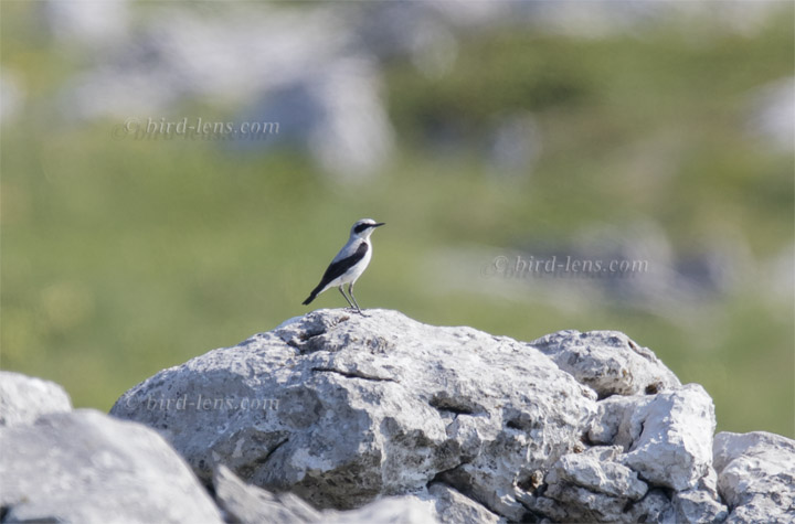 Balkansteinschmätzer