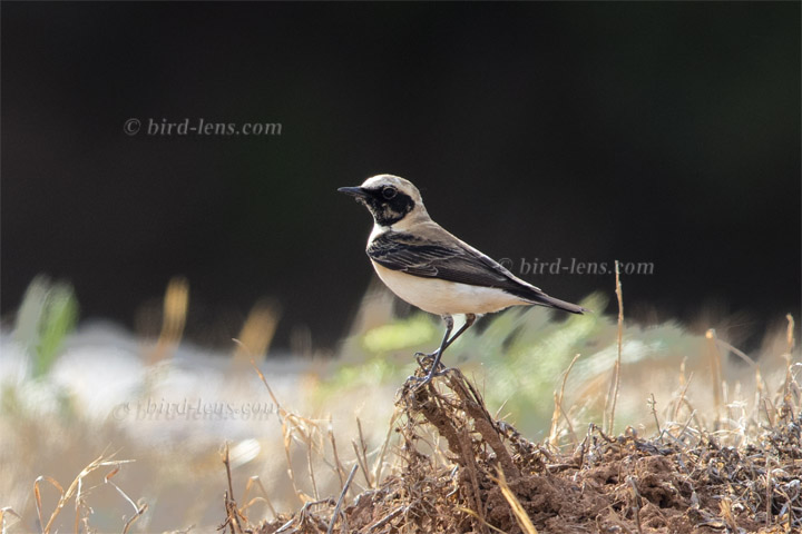 Balkansteinschmätzer