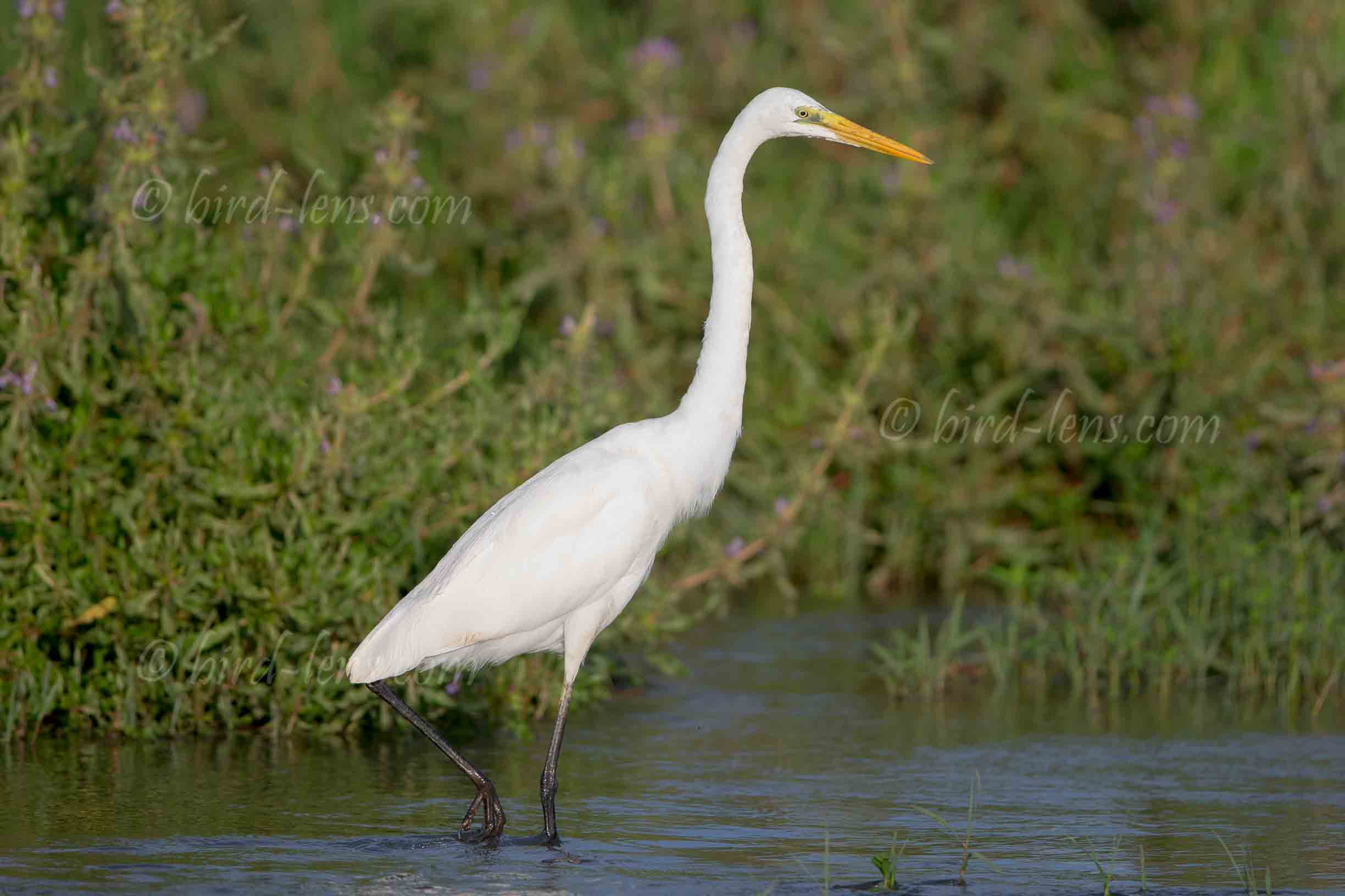 Mittelreiher Mittelreiher