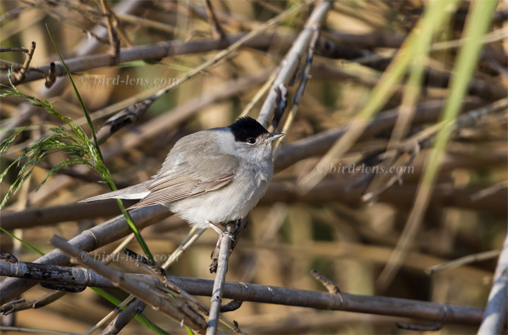 Mönchsgrasmücke Mönchsgrasmücke