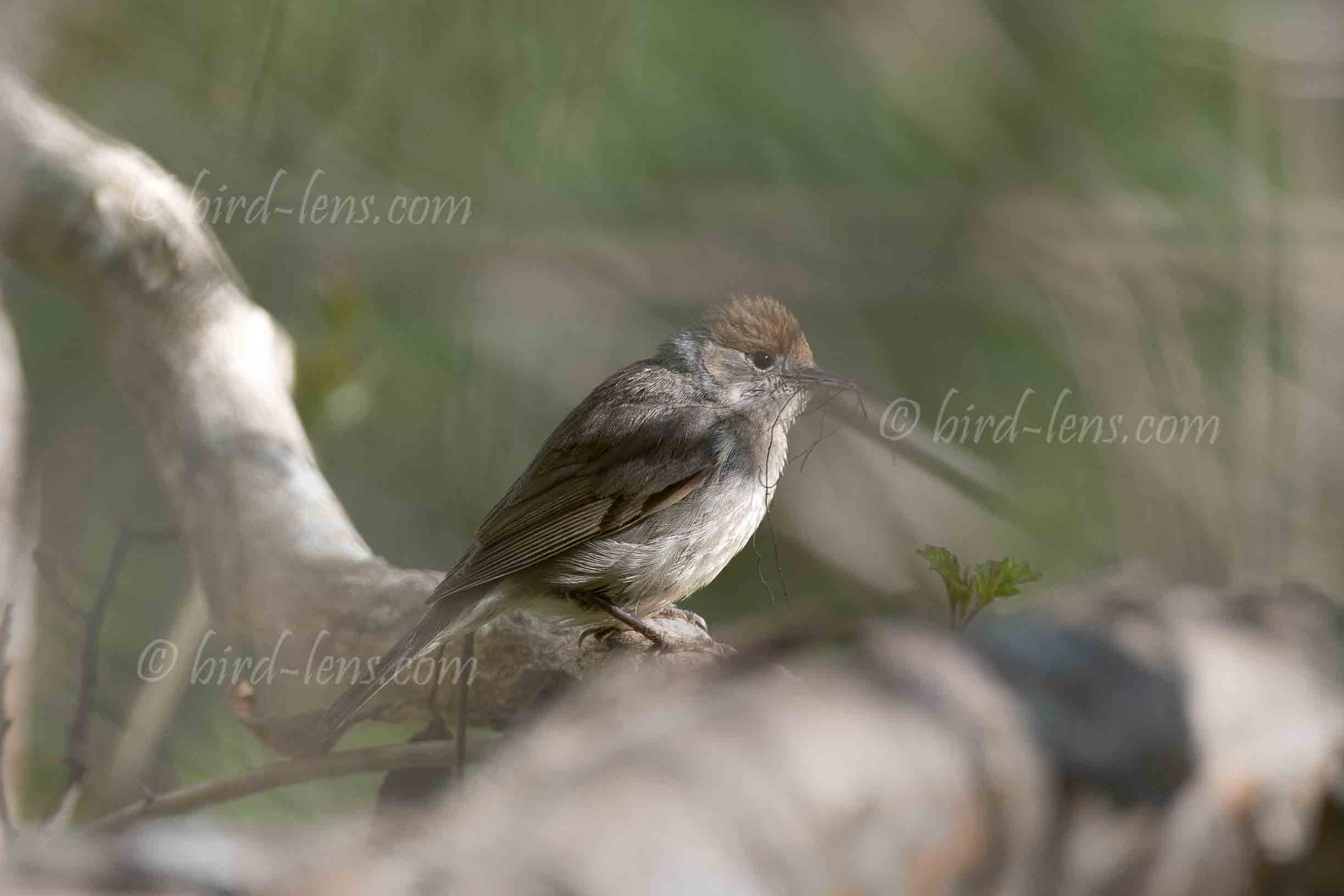 Mönchsgrasmücke Mönchsgrasmücke