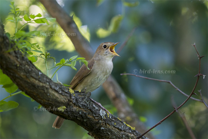 Nachtigall Nachtigall